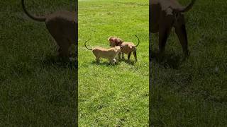 Lions, Zebras: Safari in Ngorongoro Crater Tanzania #ngorongoro #ngorongorocrater #tanzania #safari