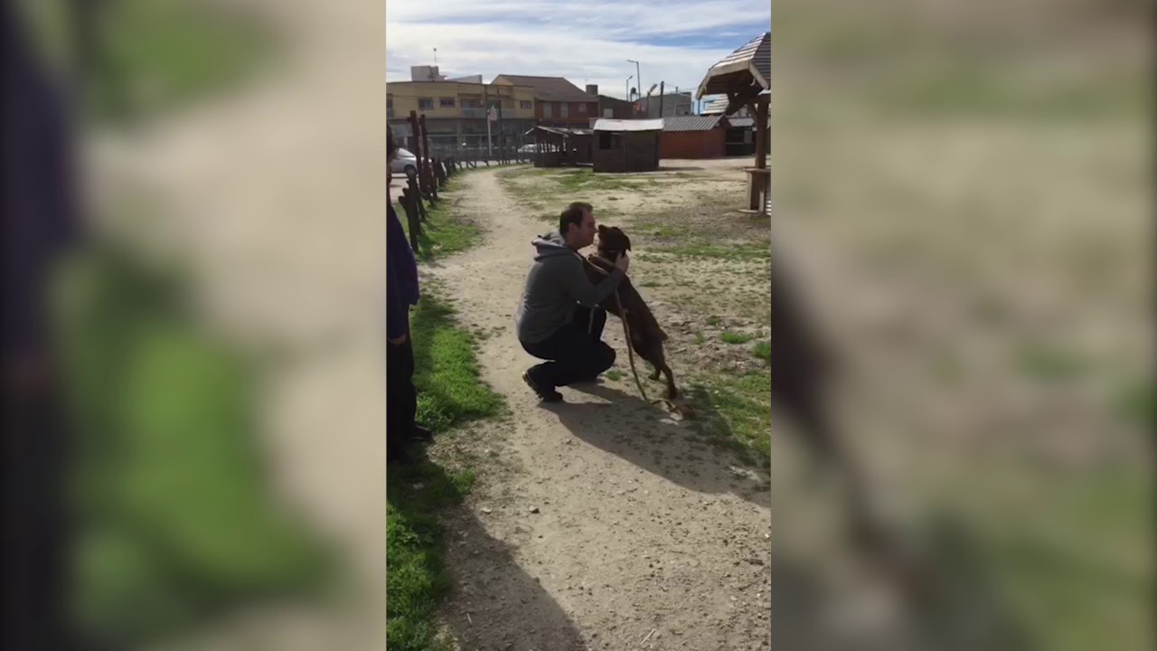 Dog Reunites With Family After Nearly Three Years