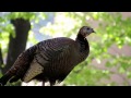 A Wild Turkey In Central Park NYC