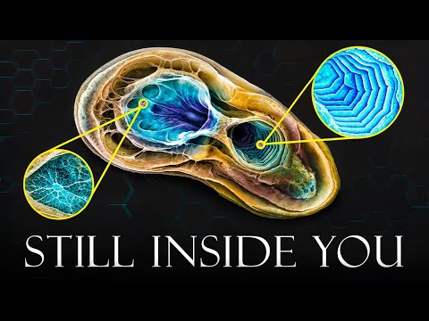 When a Pandemic Lasted 15 Milion Years