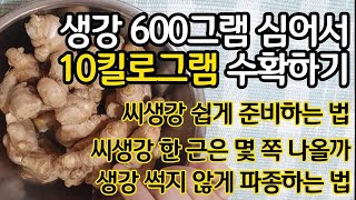 생강 600그램으로 10킬로그램 수확하기 - 씨생강 쉽게 준비하기, 씨생강 한근은 몇 쪽이 나올까? 생강 썩…