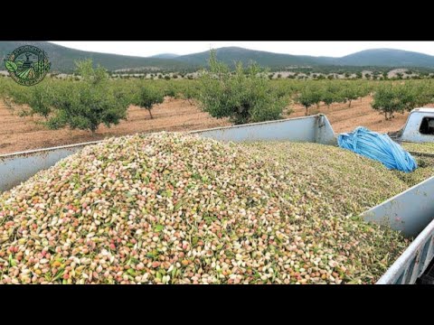 How American Farmers Harvest 1.2 Million Tons Of Almonds | Farming Documentary