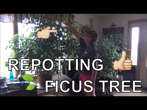 , title : 'Repotting Weeping Fig Tree Houseplant  Indoors  ❤🌱
