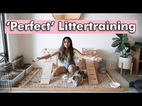 YouTube video about: How to stop rabbit peeing on carpet?