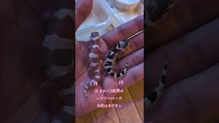 生まれて1週間のレオパべビーズ#レオパードゲッコー #レオパ #ベビー