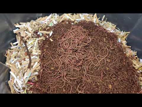 Vermicomposting Project