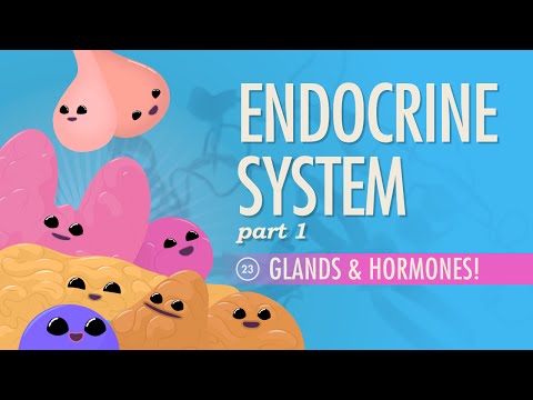 Dispelling Hormone Stereotypes: Understanding the Power of Hormones
