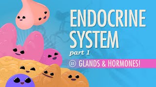 Endocrine System, part 1 - Glands & Hormones: Crash Course A&P #23