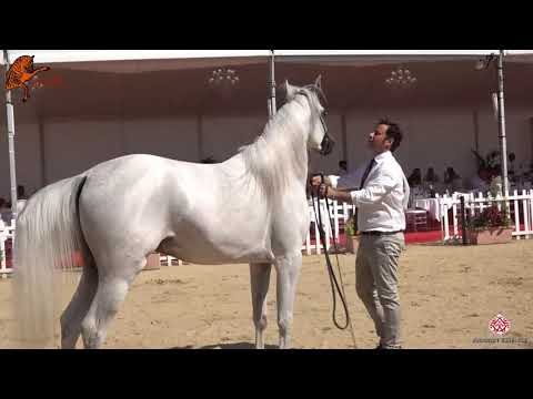 N 90 TF ROYAL MAGNUM   2020 Menton Mediterranean and Arab Countries Arabian Horse Championship   2 Y