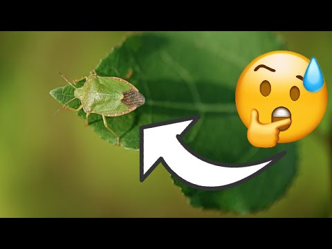 Veoma su opasne - Ovo niste znali o SMRDIBUBAMA!