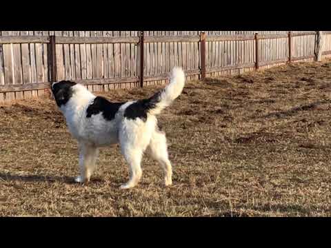 Ares de Piatra Runcului