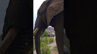 Safari in Uganda's Queen Elizabeth National Park #uganda #safari   #africa