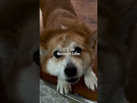 DAY 19 | I have the cutest doggo ever