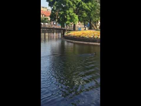 الكلب يسبح بطريقه غريبه