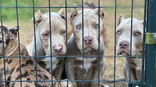 Best XL Pitbulls For Sale ❤️ Welcome To The Family 🔥🧬✈️