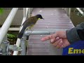 VISITING THE DETROIT ZOO PT 2 Seeing Otters Bears And Penguins Bird House And Butterflies