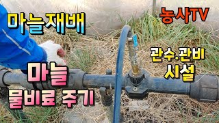 마늘재배, 마늘밭에 물비료를 주는 이유와 관수.관비시설 소개 [농사TV]