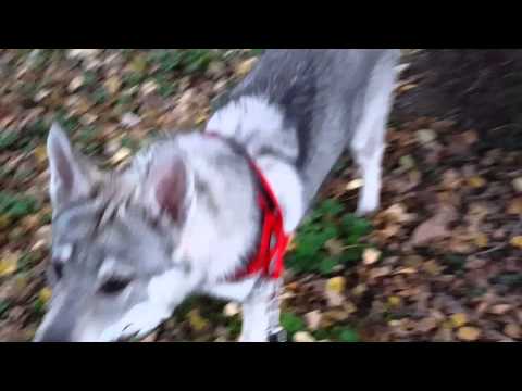 Ringhio Cane Lupo Cecoslovacco (Clc) Vs Soffione