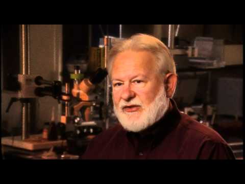 David Nichols - Relationship between DMT and Psilocybin