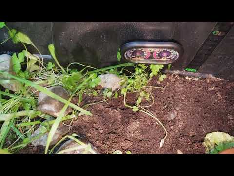 Concerned about micro climate. Moisture is at 80 but air just above, at least by the heat