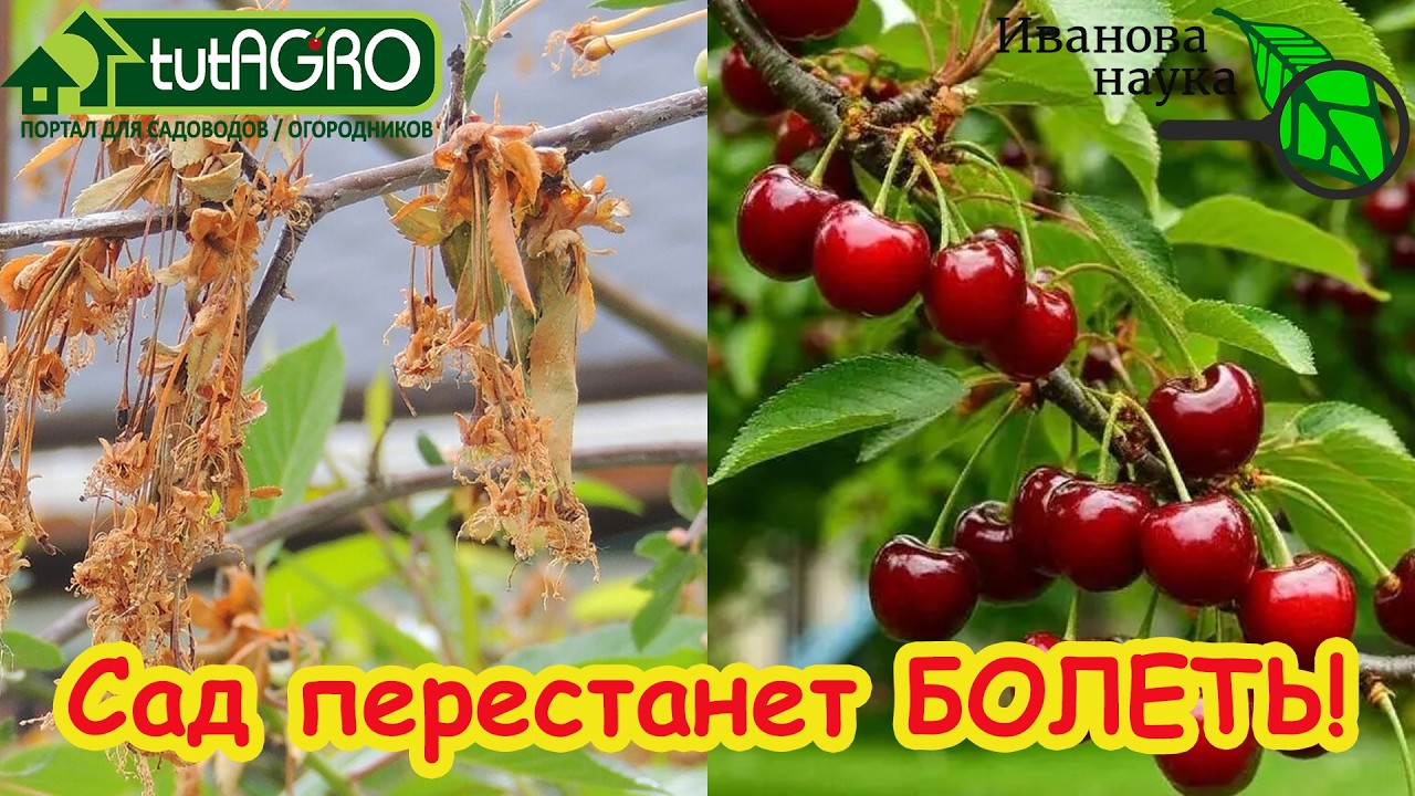 БЕЗ КУПОРОСА и МОЧЕВИНЫ: всего ОДНО средство и ваш сад ЗДОРОВ! Схема обработк