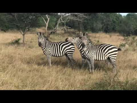 Zebra Crossing