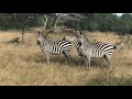 Zebra Crossing