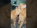 Cats Kissing Like Humans Shorts Cat Love Cute Lovely Lovestory Fyp Kitten