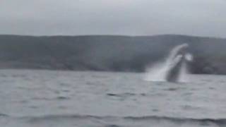 preview picture of video 'Jumping Humpback Whale Bonavista Newfoundland'