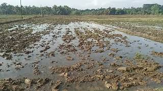 Download lagu Wedak haala chora keruwata passe... mp3