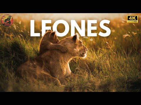 REYES DE LA SABANA - El Imperio Secreto de los Leones | Documental Animal