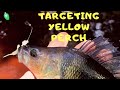 Targeting Yellow Perch