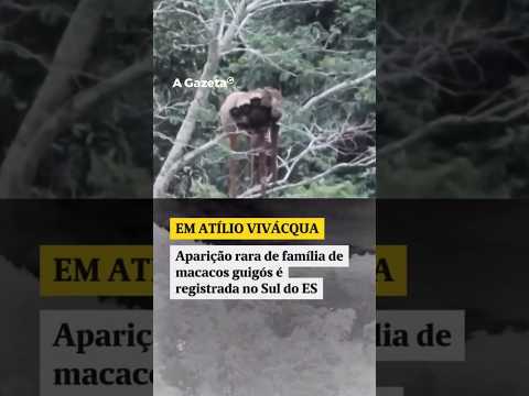 Aparição rara de família guigós é registrada no Sul do ES #shorts #noticias