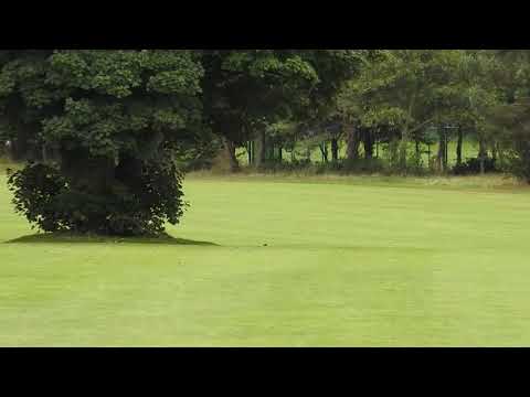 Cobra long Tom driver