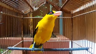 Download lagu Kepodang betina memanggil jantan AMPUH jadikan pancingan kepodang malas bunyi jadi gacor mp3 Download lagu Kepodang betina memanggil jantan AMPUH jadikan pancingan kepodang malas bunyi jadi gacor mp3