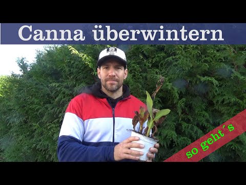 Canna overwintering: how the flower canna gets through the winter well