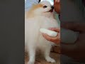 I use a small razor to trim may pomeranian dog hair #doglover #dogshorts