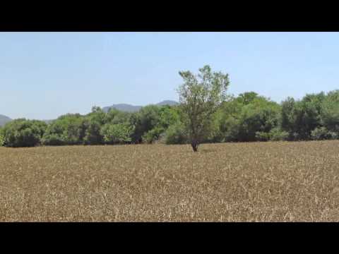 Finca auf Mallorca mit Baugenehmigung zu verkaufen  : Son Negre