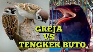 Download lagu MASTERAN GREJA MIX TENGKEK BUTO KEJAMMM mp3