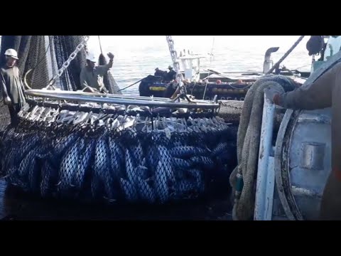 Catching Super Giant Ocean Tuna || Amazing Net Fishing Under Ice Catch Hundreds Tons of Big Fish