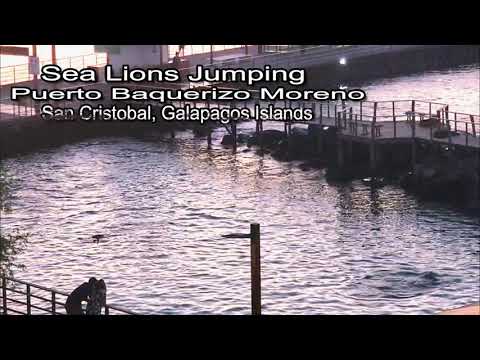 Galapagos - Sea Lions Jumping