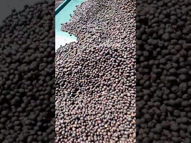 Vídeo relacionado con Café especialidad Caturra en grano 100% Arábica cultivo de altura grano de oro origen volcánico activo Costa Rica tueste medio tostado reciente proceso secado al sol empaque bolsa hermética 900g