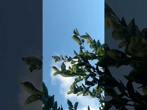 BOM DIA DE BENÇÃOS 💚 CÉLULA RENASCER MACAMBIRA SERGIPE 💚 VEM RENASCER 💚