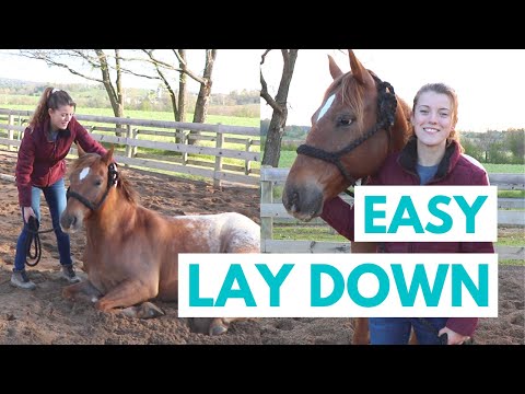 YouTube video about: How to teach a horse to lay down?