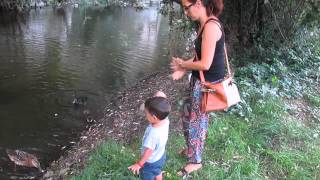 Echando pan a los patos