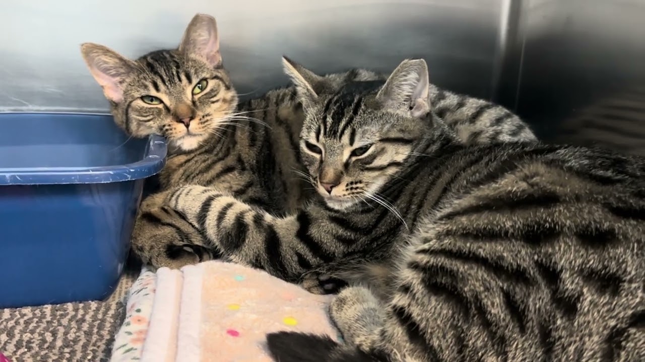 Enlarge Faline & Bambi Sisters Waiting A Long Time , a ADOPTABLE Domestic Short Hair in Clifton, NJ video 5/6