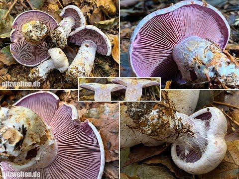 Pilzportrait - Bocksdickfuß, Ziegendickfuß, Ziegenbock-Dickfuß, Cortinarius camphoratus