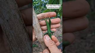 Download lagu cara stek kopi  lancuran  sambung tunas#pertanian mp3