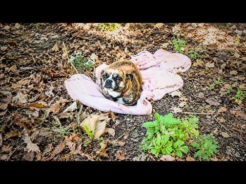 Dog Found Shaking In A Ditch Now Dances With Her Whole body