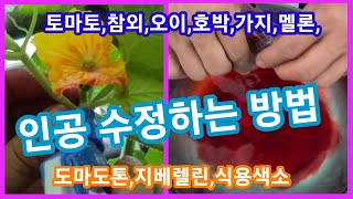 벌이 없어요? 그럼 인공수정 해야쥬~ 도마도톤,지베렐린,식용색소,침투제사용 참외,토마토,호박,오이,가지등, …